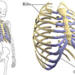 First Aid Rib Injury